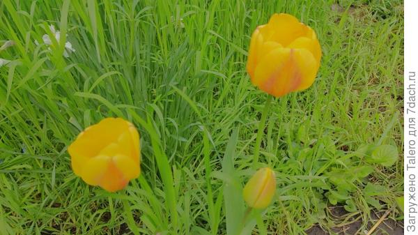 Тюльпаны торчат вообще где попало, мой ландшафтный дизайн явно совершенно не совпадает с планировкой прежних хозяев