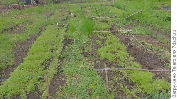 До конца батарейки не хватило, придётся в другой раз продолжать