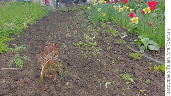 Эта тропинка тоже должна стать клеверной. А на грядке поселился один  из бархатцев и вылез недопересаженный пион