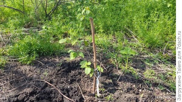 Пока веточки сохли, корень не сдавался!