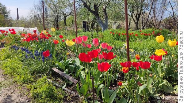 Скоро кончатся цветочки и придётся ждать сирень