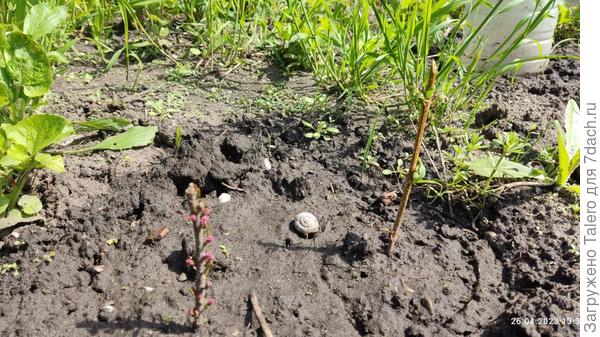 Тамариск и форзиция, кажется, определённо прижились