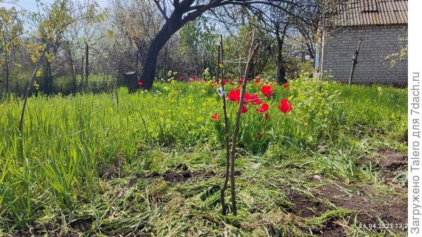Заодно ещё кусок сада у травы временно отвоёван