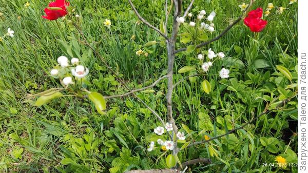 Зацветает мелкая грушка-Дюшес