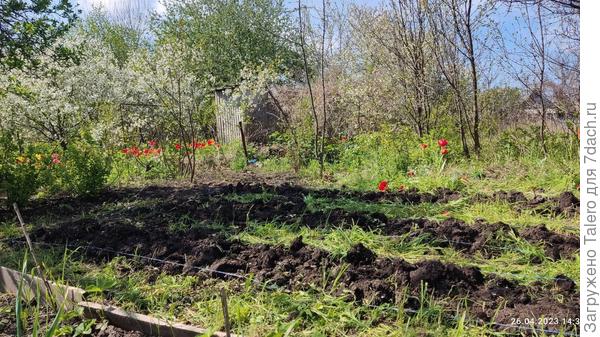 А я порубила траву на дорожках, надеюсь, хоть немного так полежит