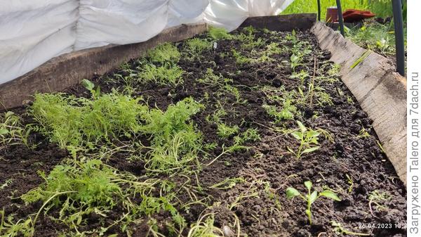 Они погрязли в фацелии, но разглядеть можно