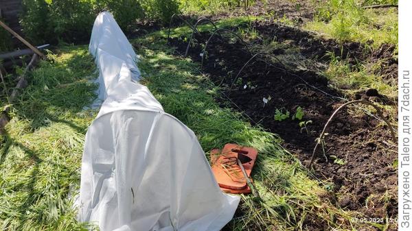 Нарубленной им травой засыпали дорожки