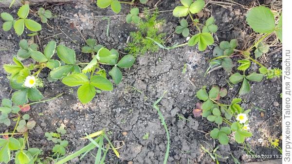 Ну и клубника, да, как я могла забыть про клубнику!