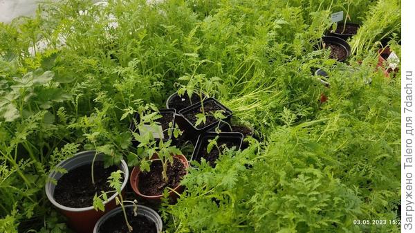 За останками рассады присматривает фацелия