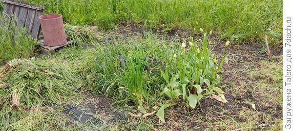 Круглую клумбу с чубушником расчистила