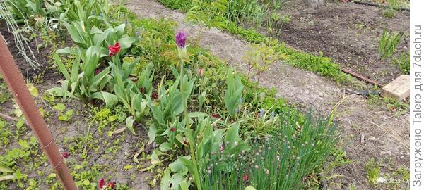 Собираются цвести мои луки