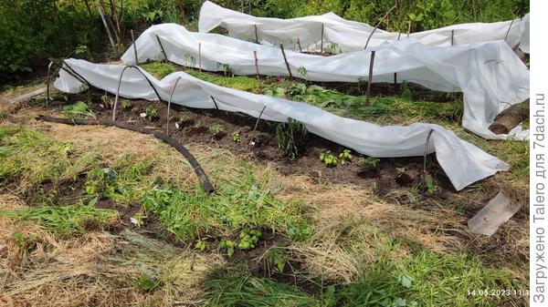 Первая грядка без укрывного прекрасно справляется