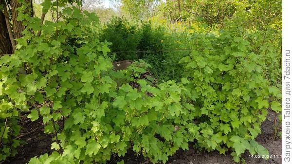 Изобилия смородины можно не бояться