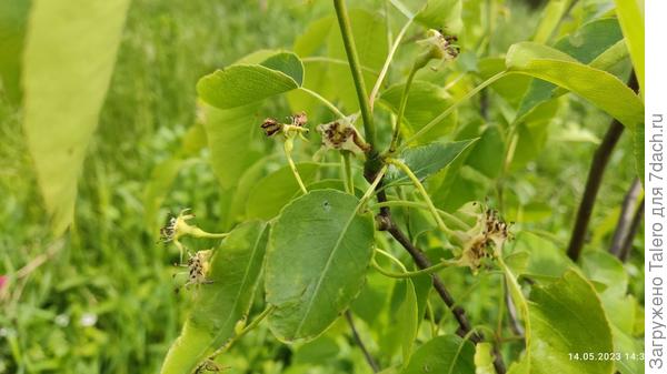 Дюшес готовит урожай!