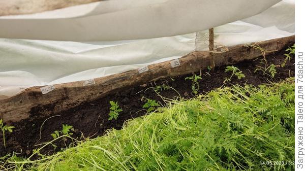 Рассада, конечно, такая, что сажать стыдно