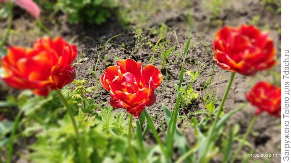 Вот такие дикие тюльпанчики зацвели где попало