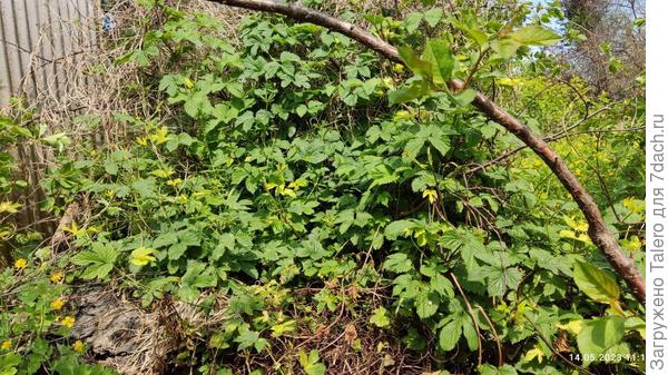 Вот бы приличные овощи росли так, как никому не нужный хмель!