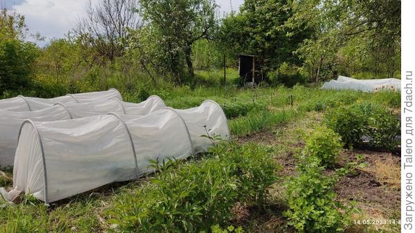 И куда их сажать?