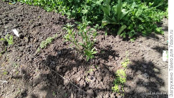 Хоть салатики вырастут, может