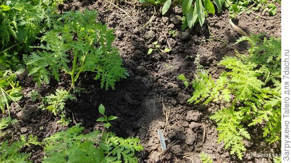 Выглядят мои физалисы не то чтобы мощно