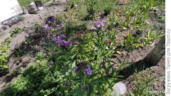 Было искушение повыдёргивать большие страшные кусты, но лень не дала. И правильно: они оказались вечерницами!
