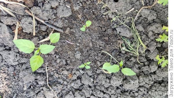 Вот такой он, физалис!