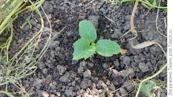 Огурец отлично себя чувствует в тени