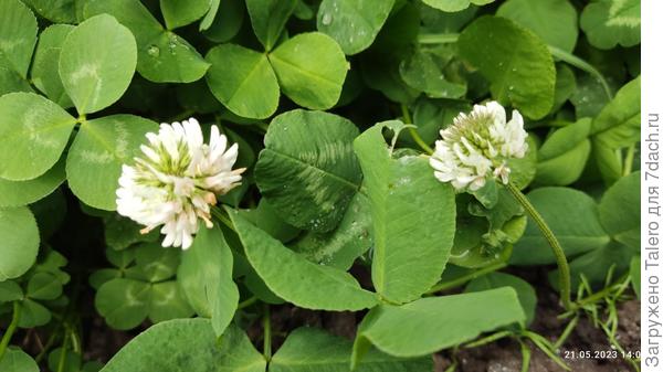 А как там клевер?