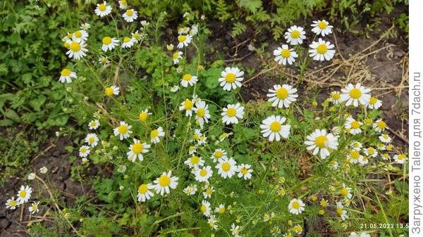 Ромашки внаглую пользуются непрополотостью тропинок, то и дело приходится на них наступать