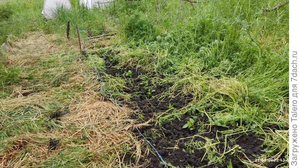 Эту грядку я прочила под физалис, но нашла ему другое место