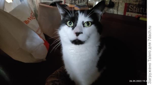 И котик ждёт