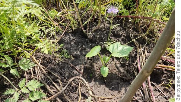 Огурцов из семечек пока не видно, но рассада бодрая