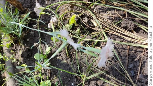 Зацвели напольные гвоздички, оказались так себе
