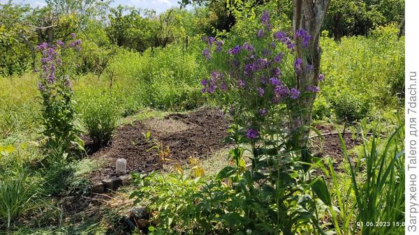 А из сада всё наступает зелёное море...