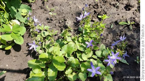 А на ней — время колокольчиков!