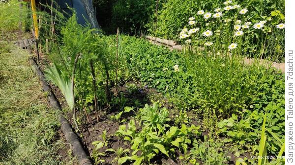 Клумбу с многолетниками тоже надо отвоёвывать у клевера