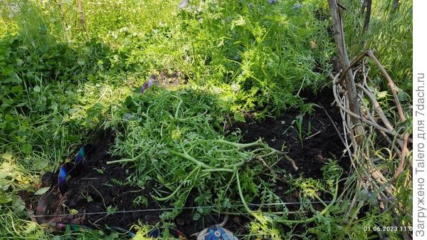 И рядок кукурузы вдоль плетня всё крепнет