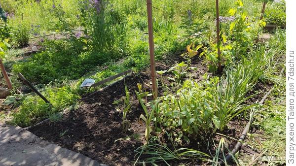 Это центральная, которая заодно виноградник для белого винограда