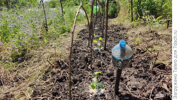 Лагенарии вроде бы не померли, кабачки ещё не взошли