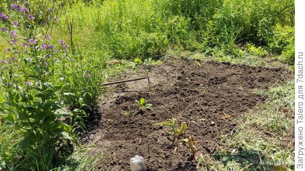 На новой клумбе осталось место под кермеки и целозии