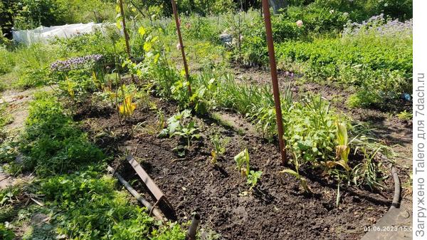 А пока считаем всё мавританским газоном!