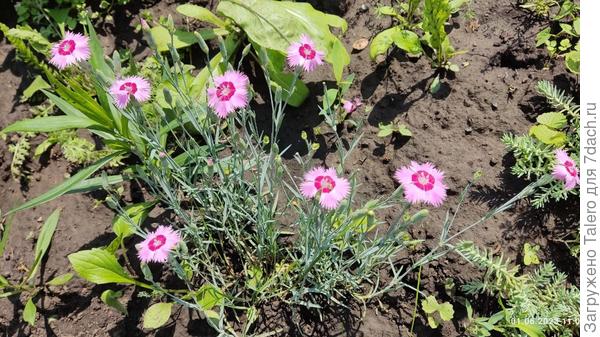 И зацвела ещё одна гвоздичка