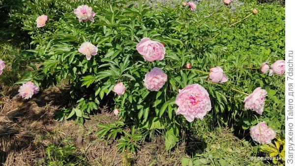 В воскресенье эти пионы были ещё бутонами, а сегодня у них уже усталый вид