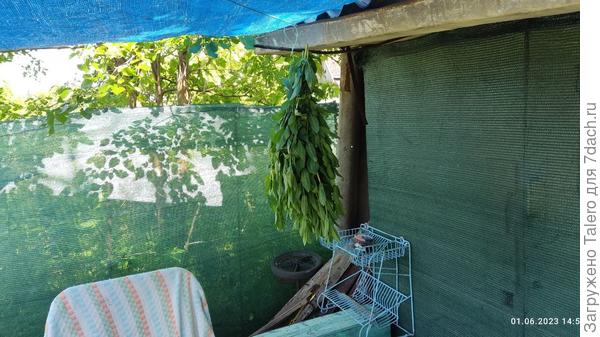 Вот срезала верхушки, повесила сушить