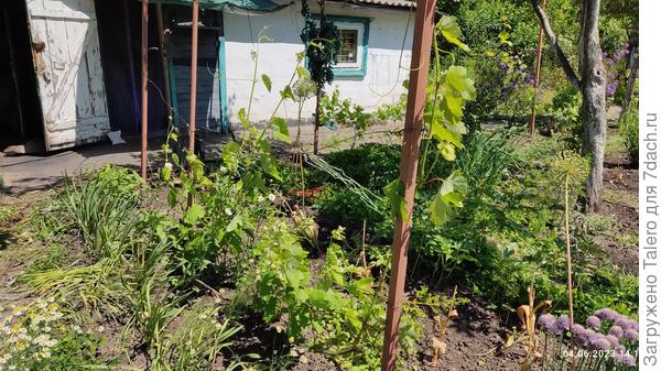 Белый виноград помоложе, и с ним таких проблем нет