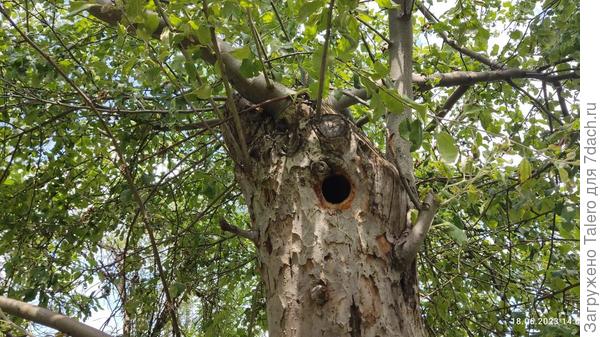 А ещё сегодня на меня наорала яблоня...