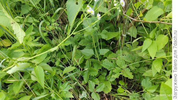 И то, что у неё под ногами, тоже!