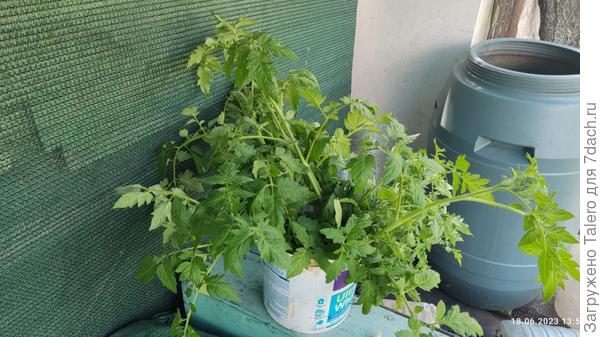 Кто из пасынков решит продолжить жить на даче, через недельку получит какую-нибудь грядку