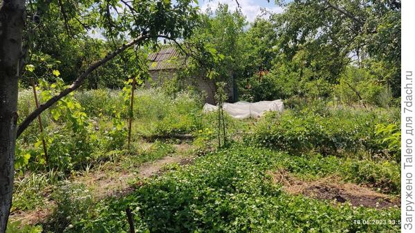 Все задворки в ромашках разного вида и фасона, и кажется, мне они уже не очень-то и нравятся