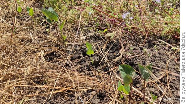 Фасолька щурится, солнце её слепит